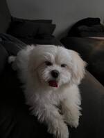 Milo