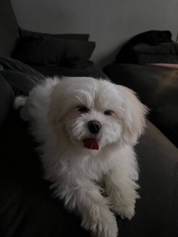 Hund - Milo