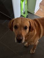 Ziggy the Labrador