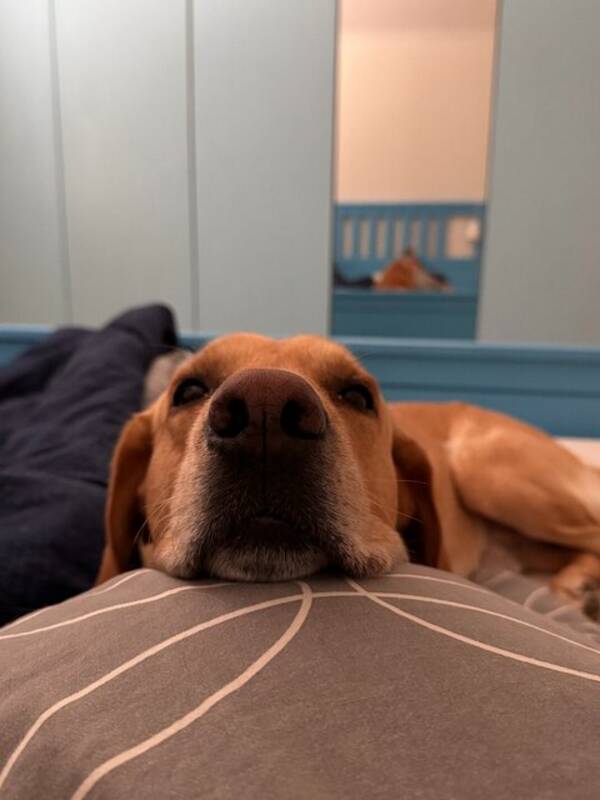 Hund - Ziggy the Labrador