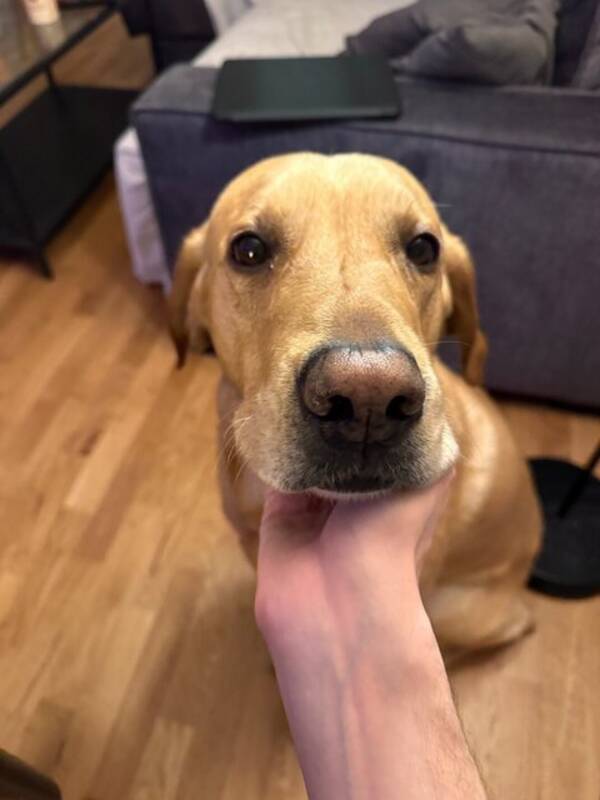 Hund - Ziggy the Labrador