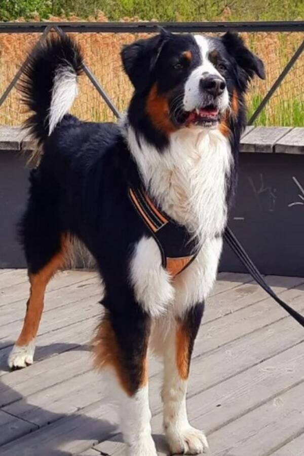 Hund - Zid