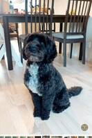 Labradoodle Labradoodle