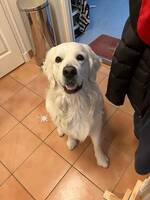 Vit golden retriever 