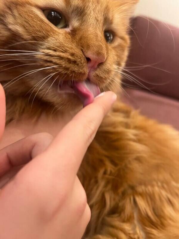 Katt - Keiser puff Katt - Keiser puff