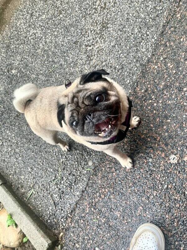 Hund - Mops