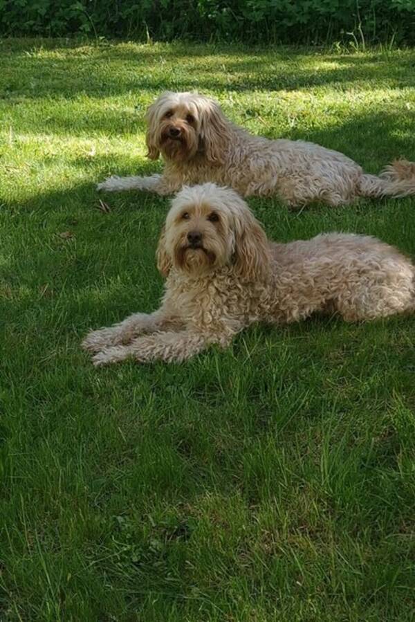 Hund - Cobberdog  Hund - Cobberdog