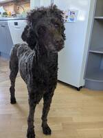 Storpudeln Ella Storpudeln Ella