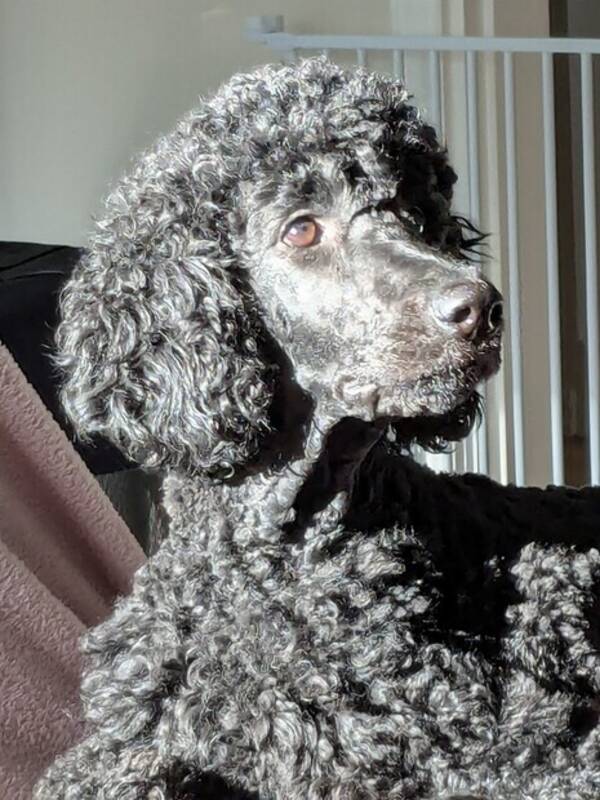 Hund - Storpudeln Alice