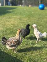 Bob, Oreo och Kiwi 