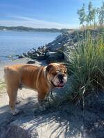 Engelsk bulldog