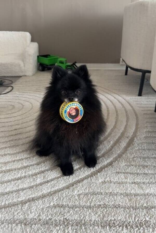 Hund - Klein Spitz - Ida Helene Hund - Klein Spitz - Ida Helene