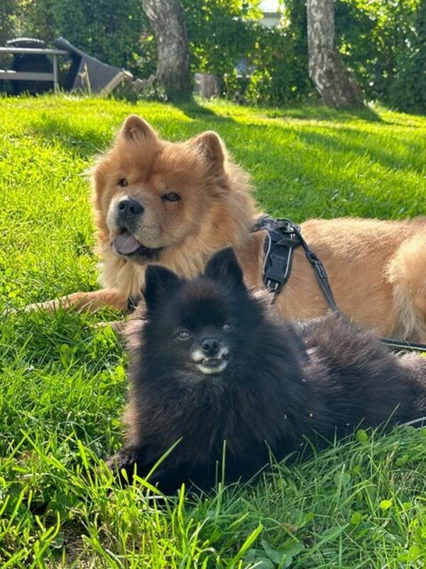 Hund - Klein Spitz - Ida Helene Hund - Klein Spitz - Ida Helene