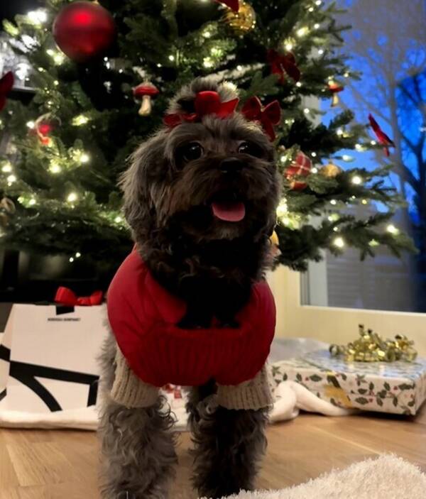 Hund - Lila