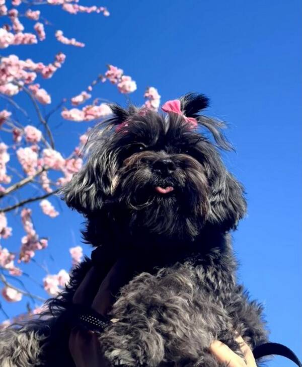 Hund - Lila