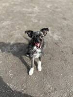 Blandrasen Raja Blandrasen Raja