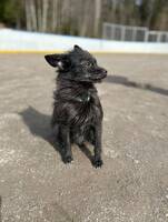 Blandrasen Milla Blandrasen Milla