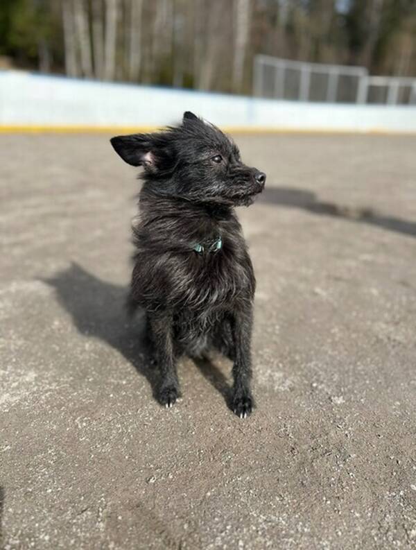 Hund - Blandrasen Milla