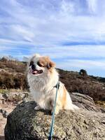 Tibetansk Spaniel - Helmer Tibetansk Spaniel - Helmer