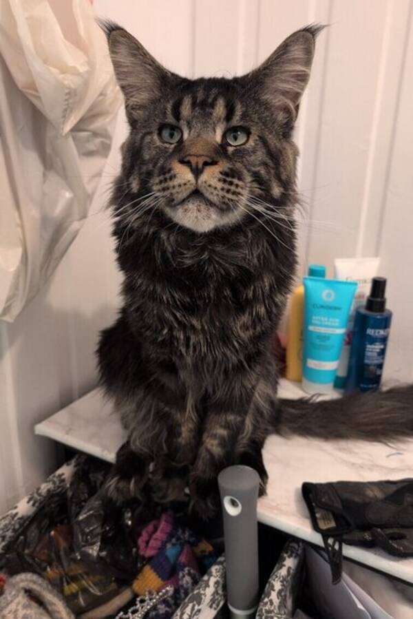 Katt - Maine Coon