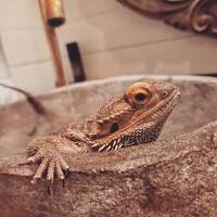 Skäggagam Skäggagam