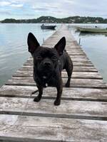 Fransk bulldog/chihuahua vid namn Elias