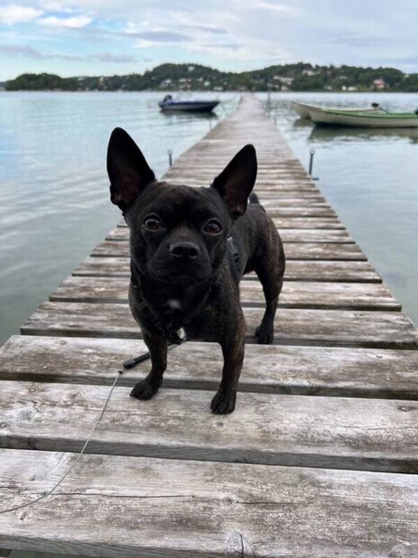 Hund - Fransk bulldog/chihuahua vid namn Elias