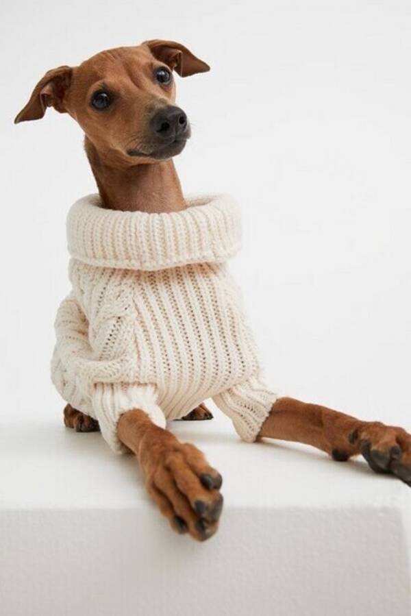 Hund - Imse
