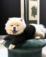 Franz Fluff Franz Fluff