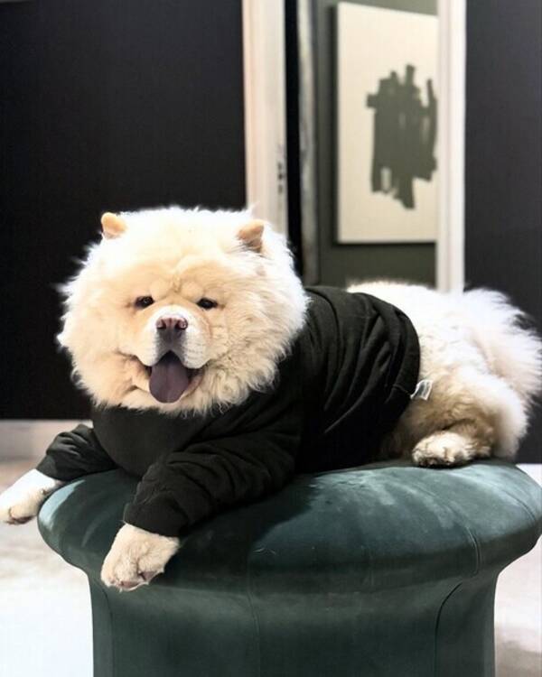Hund - Franz Fluff