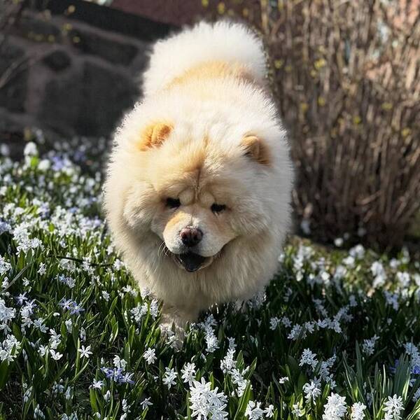 Hund - Franz Fluff