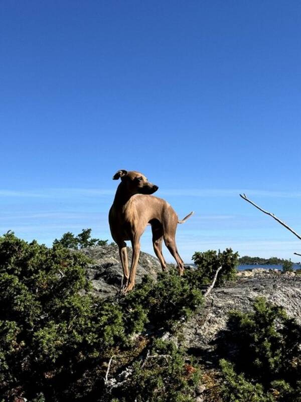 Hund - Imse