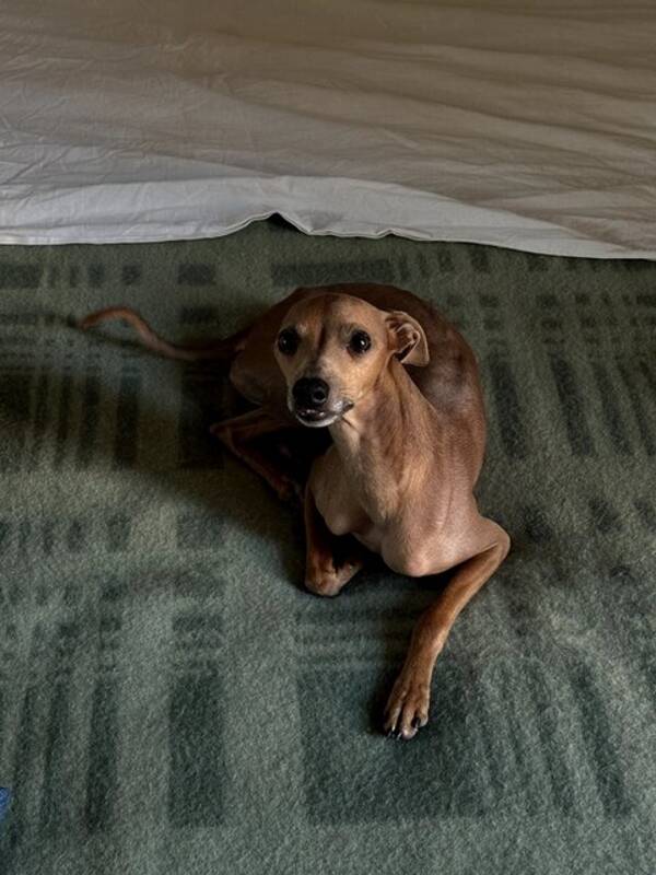 Hund - Imse