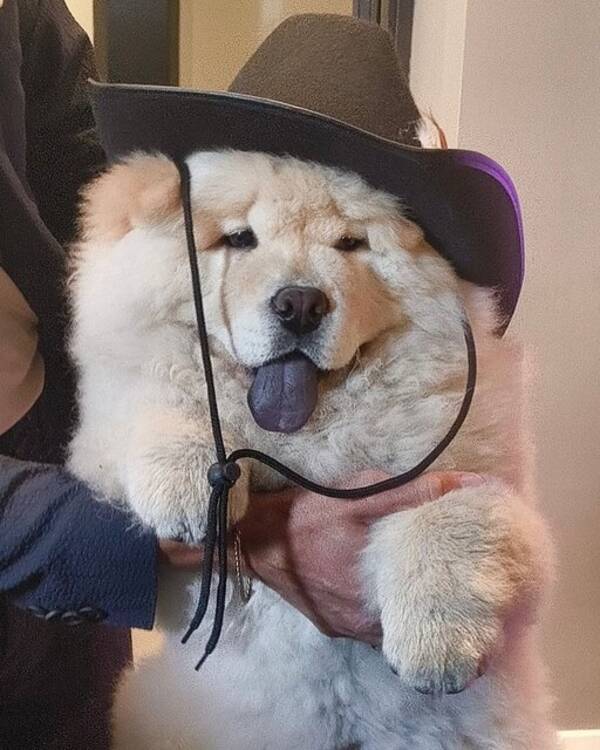 Hund - Franz Fluff