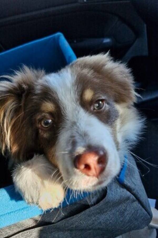 Hund - Valpen Kenzo