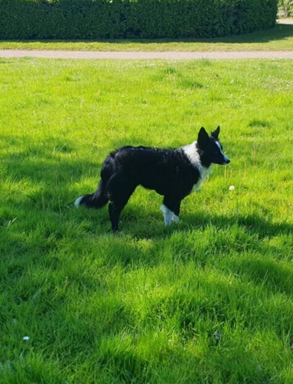 Hund - Border Collien Lyra