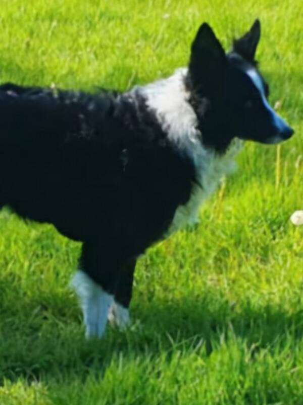 Hund - Border Collien Lyra