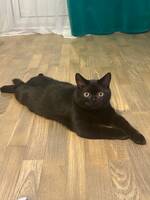 Brittisk korthår Sam Brittisk korthår Sam