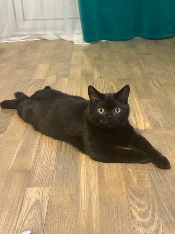 Katt - Brittisk korthr Sam