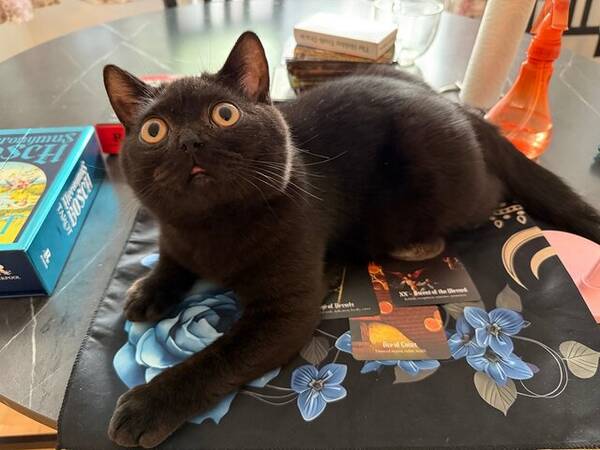 Katt - Brittisk korthr Sam
