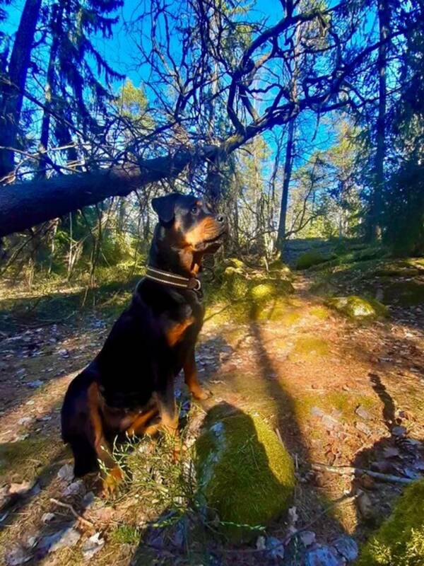 Hund - Polly