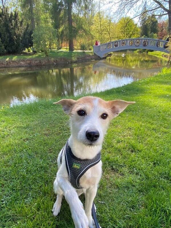 Hund - Terriern Lykke