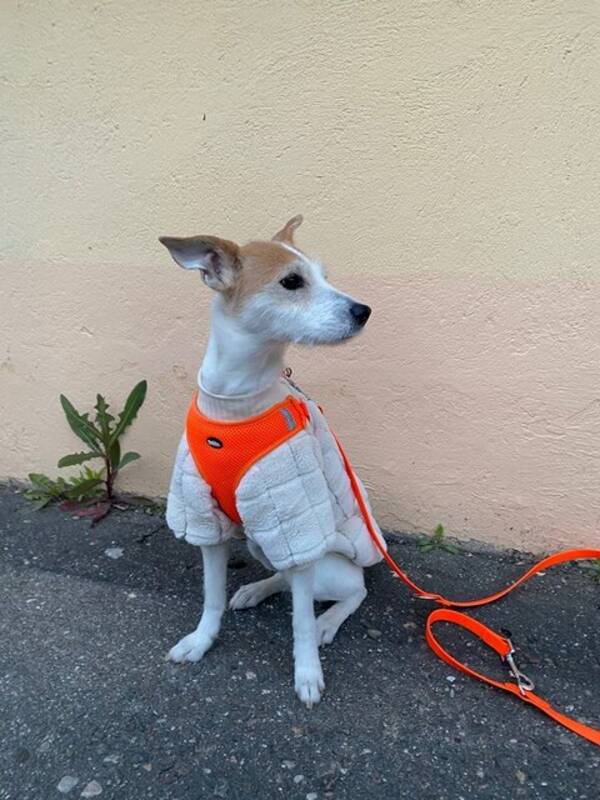 Hund - Terriern Lykke