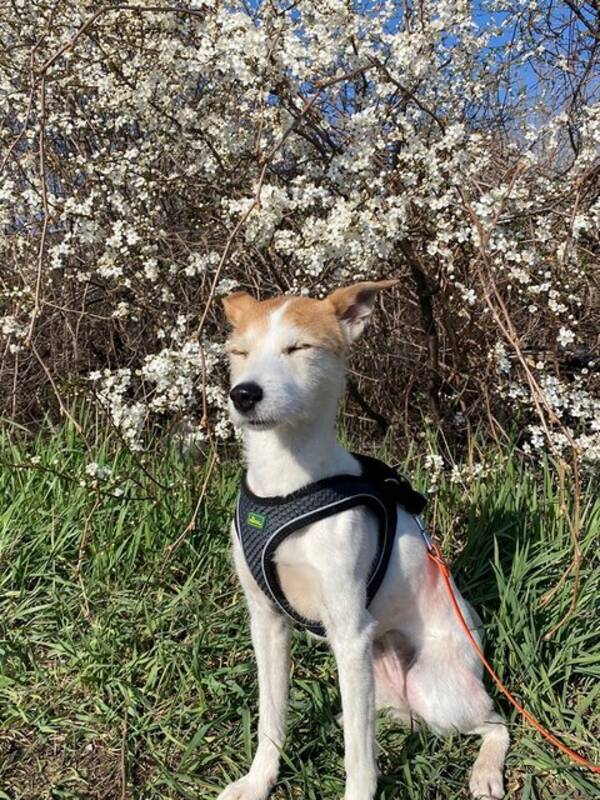 Hund - Terriern Lykke