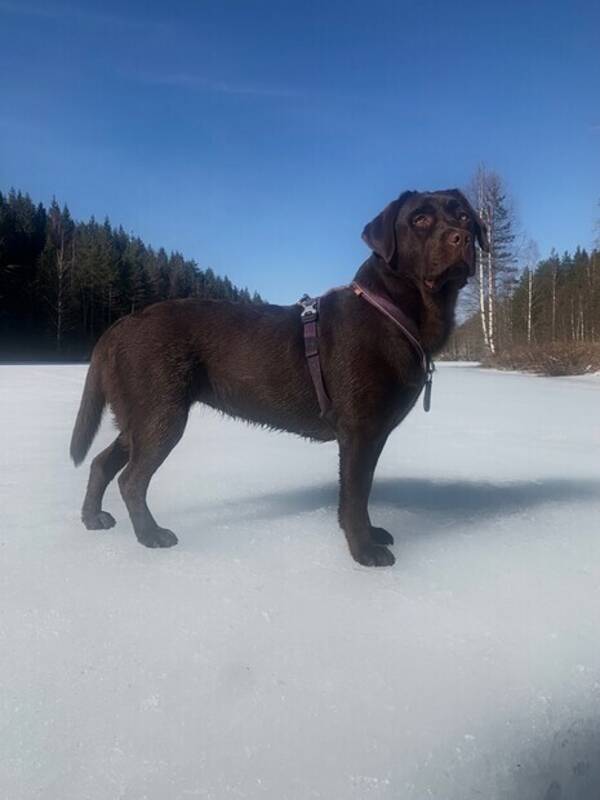 Hund - Flora labrador  Hund - Flora labrador