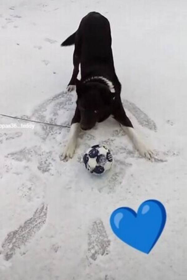 Hund - Teddy