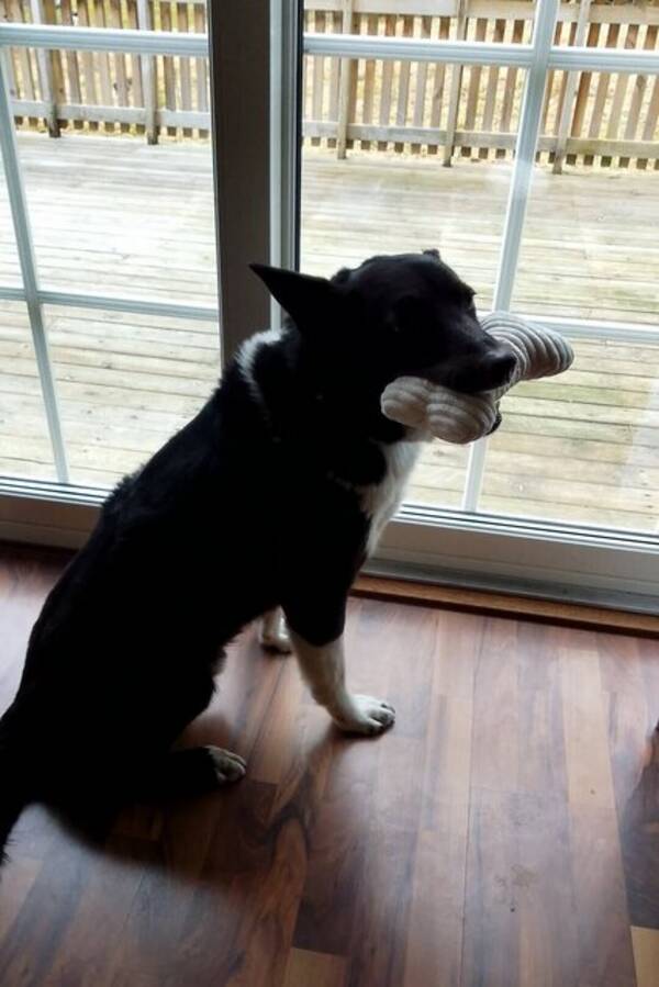 Hund - Teddy