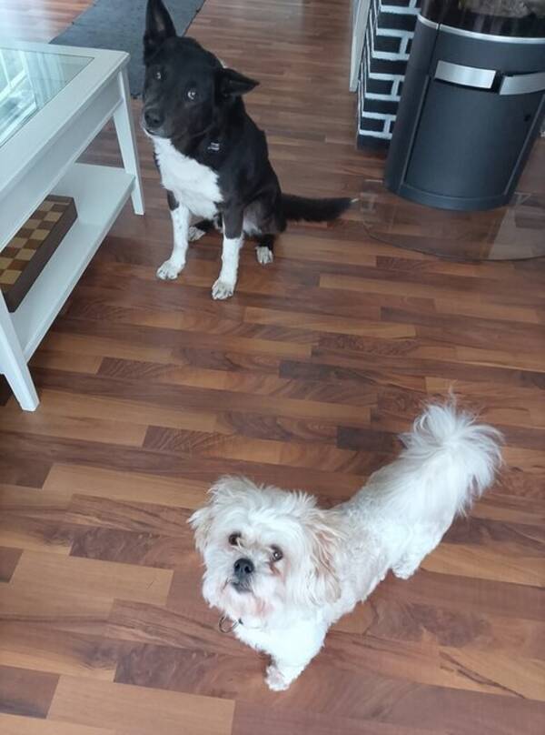 Hund - Teddy