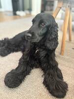 Engelsk cocker spaniel 
