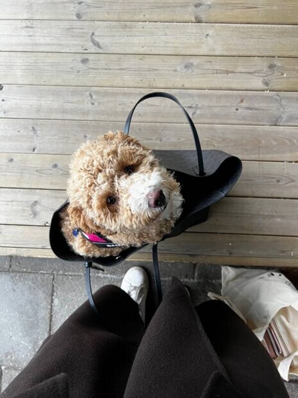 Hund - Deisy 